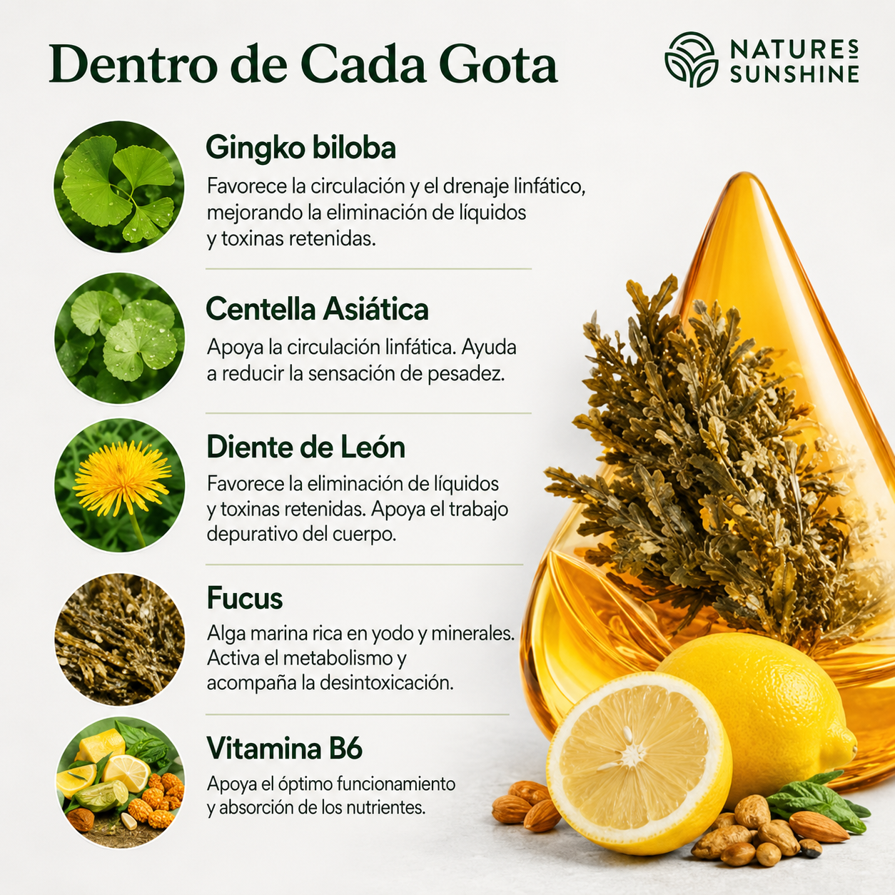 Nature sunshine | Drena Naturalmente la Hinchazón del Rostro, Abdomen y Piernas